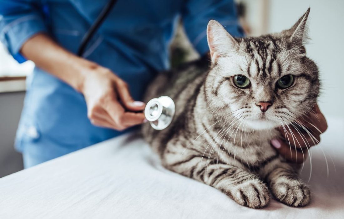 Zieke kat gekocht Garantie op huisdieren